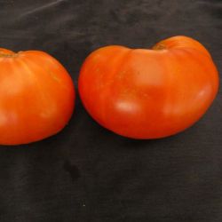 TOMATE CORSE variété ancienne charnue et délicieuse semences paysannes bio