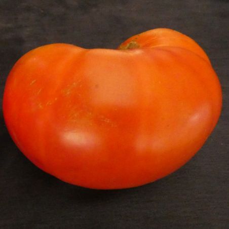 TOMATE CORSE variété ancienne charnue et délicieuse semences paysannes bio