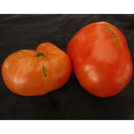 TOMATE COEUR DE BOEUF YASHA YOUGOSLAVIAN excellente énorme et résistante aux maladies semences potagères anciennes