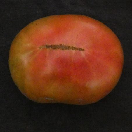 TOMATE BRANDYWINE JOYCE beefsteak productive et excellente semences paysanne bio