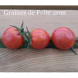 TOMATE CHERRIOTS OF FIRE variété cocktail semences bio à pollinisation ouverte