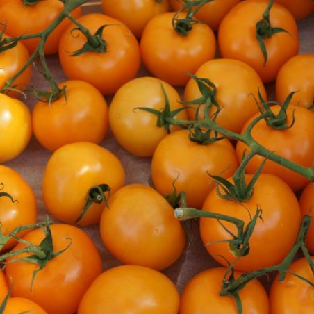 TOMATE ORANGE BOURGOIN variété ancienne semences paysanne bio