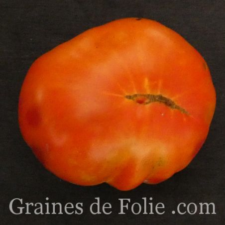 TOMATE MUCHAMIEL variété ancienne Espagnole semences paysannes AB produite en France