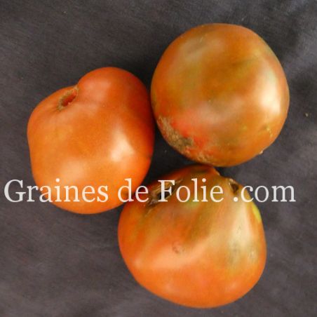 TOMATE BÉDOUIN ou beduin adapter au climat frais semences paysannes bio