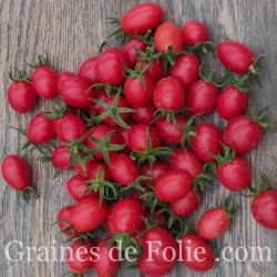 Tomate cerise WIPPERSNIPPER excellente variété et très productive semences paysanne AB production France