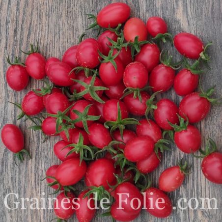 Tomate cerise WIPPERSNIPPER excellente variété et très productive semences paysanne AB production France