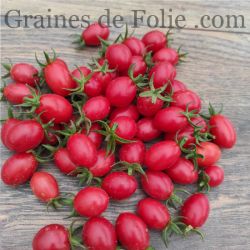 Tomate cerise WIPPERSNIPPER excellente variété et très productive semences paysanne AB production France