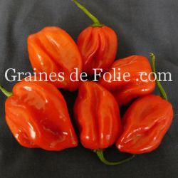 PIMENT JAMAÏCAIN SCOTCH BONNET ROUGE capsicum chinense graines semences bio