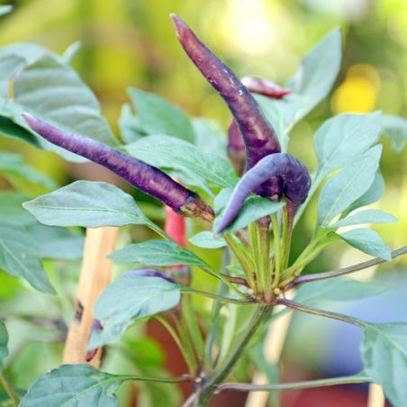 PIMENT CAYENNE VIOLET semences à pollinisation libre certifiée AB