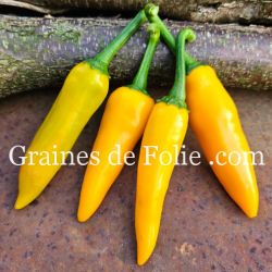 PIMENT BULGARIAN CARROT shipka carotte bulgare samen paprika zaden graines production française