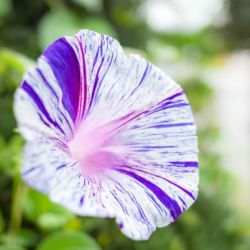 40 Graines D’Ipomée Pourpre - Plante Grimpante, Fleurs Décoratives - Semences Reproductibles Non Hybrides