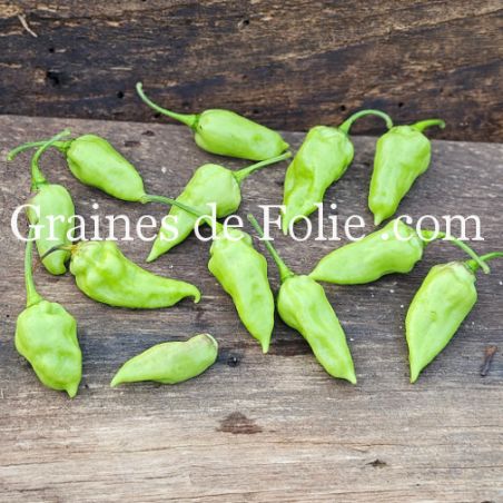 PIMENT DEVIL'S TONGUE BLANC capsicum chinense langue du diable culture en pot