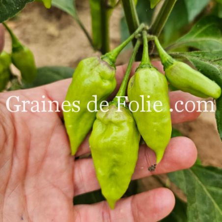 PIMENT DEVIL'S TONGUE BLANC capsicum chinense langue du diable culture en pot ok