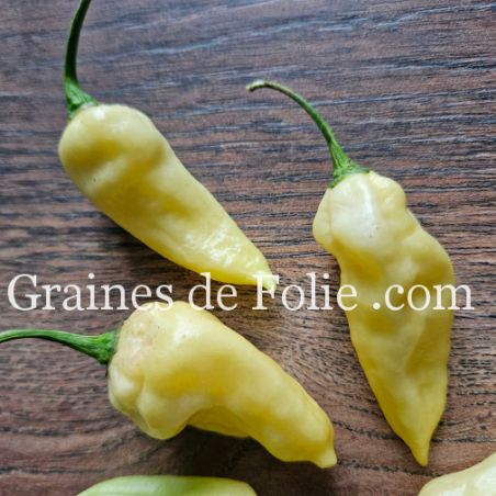 PIMENT DEVIL'S TONGUE BLANC capsicum chinense langue du diable culture en pot