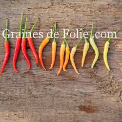 PIMENT ornemental doux MEDUSA variété hâtive