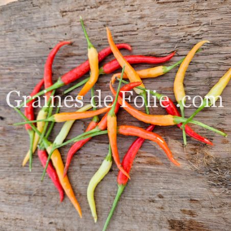 PIMENT ornemental doux MEDUSA variété hâtive