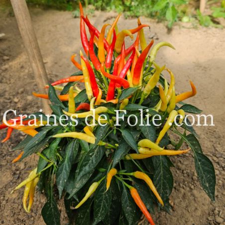 PIMENT ornemental doux MEDUSA variété hâtive