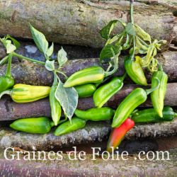 PIMENT africain FISH PEPPER ancienne variété semences potagères produite en france