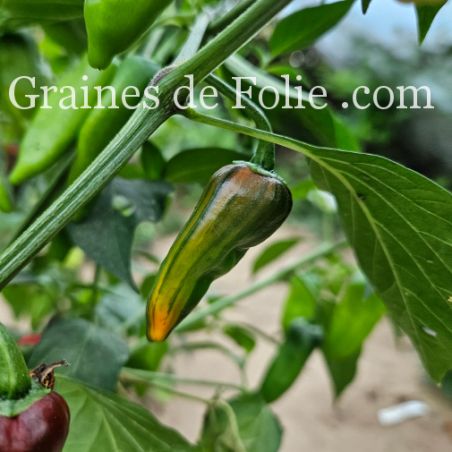 PIMENT africain FISH PEPPER ancienne variété semences potagères produite en france