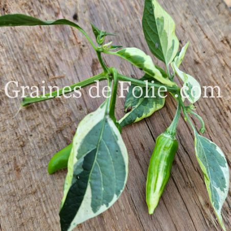 PIMENT africain FISH PEPPER ancienne variété semences potagères produite en france