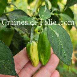 PIMENT africain FISH PEPPER ancienne variété semences potagères produite en france