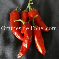 PIMENT africain FISH PEPPER ancienne variété semences potagères produite en france