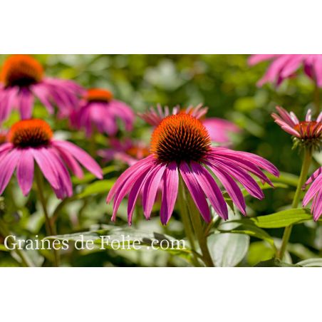 RUDBECKIA POURPRE echinacea purpurea semences fleurs vivaces mellifères