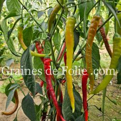 PIMENT doux turc CORBACI plant très productif graines bio pepper seeds