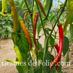 PIMENT doux turc CORBACI plant très productif graines bio pepper seeds