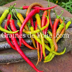 PIMENT doux turc CORBACI plant très productif graines bio pepper seeds