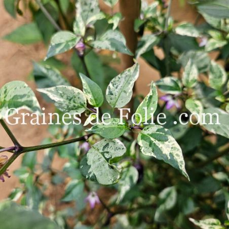 PIMENT PURPLE TIGER petit piment violet feuillage panaché graines bio