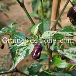 PIMENT PURPLE TIGER petit piment violet feuillage panaché graines bio