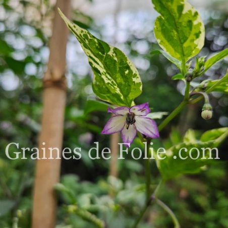 PIMENT PURPLE TIGER petit piment violet feuillage panaché graines bio
