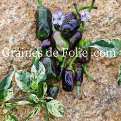 PIMENT PURPLE TIGER petit piment violet feuillage panaché graines bio