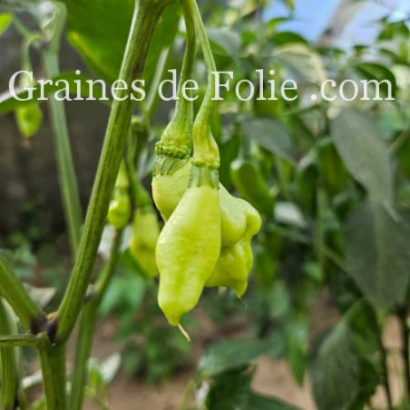 PIMENT VÉGÉTARIEN capsicum chinense plant tardif et productif semences paysannes bio