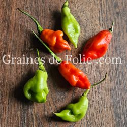 PIMENT VÉGÉTARIEN capsicum chinense plant tardif et productif semences paysannes bio