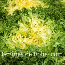 Chicorée Frisée de Meaux variété ancienne adaptée à la chaleur et au sec semences non traitées