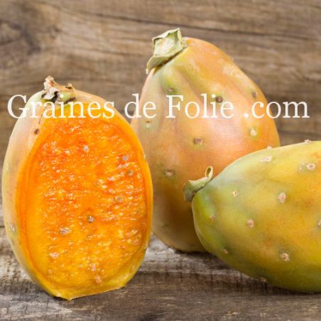 FIGUIER DE BARBARIE ORANGE opuntia ficus indica graines seeds