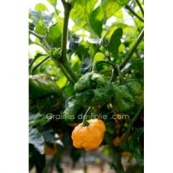 PIMENT TRINIDAD MORUGA SCORPION JAUNE graines bio organic seeds pepper