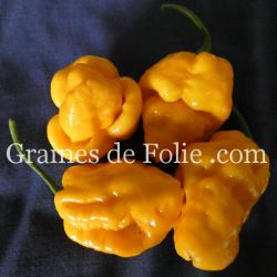 PIMENT TRINIDAD MORUGA SCORPION JAUNE graines bio organic seeds pepper