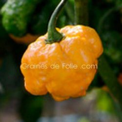 PIMENT TRINIDAD MORUGA SCORPION JAUNE graines bio organic seeds pepper