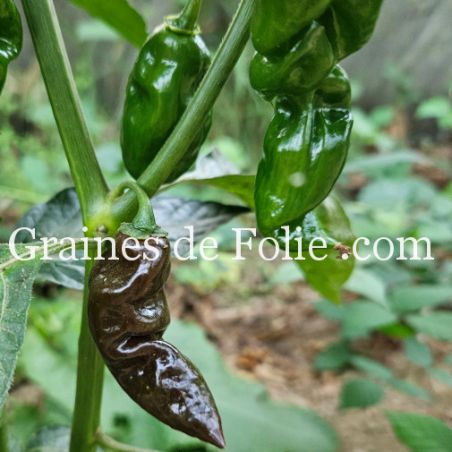 PIMENT DEVIL'S TONGUE CHOCOLAT langue du diable semences libre bio