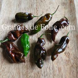 PIMENT DEVIL'S TONGUE CHOCOLAT langue du diable semences libre bio