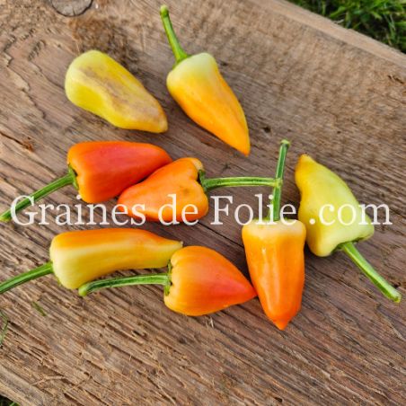 Petit Poivron SWEET PICKLE doux et sucré à la chair épaisse semences à pollinisation ouverte bio