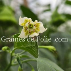 Fleurs de PIMENT BONNET D'ÉVÊQUE ou bishop crown pepper graines potagères rare bio