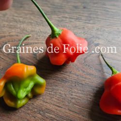 PIMENT BONNET D'ÉVÊQUE ou bishop crown pepper graines potagères rare bio