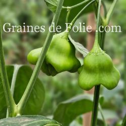 PIMENT BONNET D'ÉVÊQUE ou bishop crown pepper graines potagères rare bio