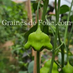 PIMENT BONNET D'ÉVÊQUE ou bishop crown pepper graines potagères rare bio