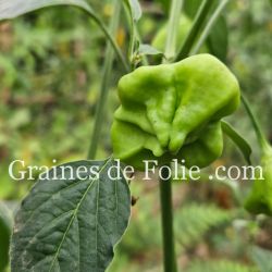 PIMENT BONNET D'ÉVÊQUE ou bishop crown pepper graines potagères rare bio