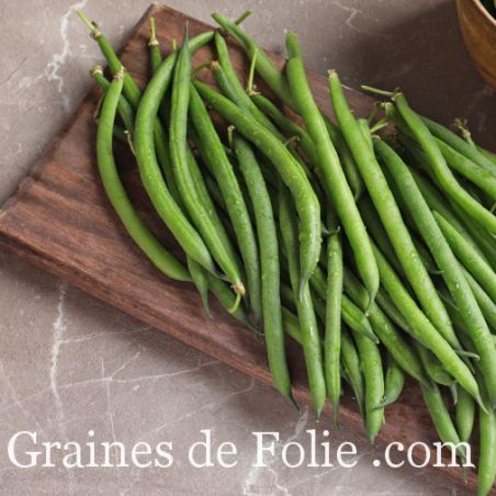 HARICOT nain mangetout CONTENDER variété sans fils rustique et productive semences AB